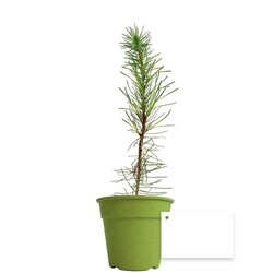 Plant d'arbre pot Bambou Ø10 cm - Résineux