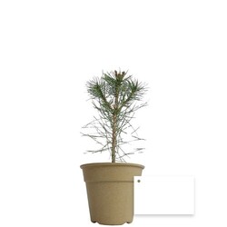 Plant d'arbre pot Bambou Ø10 cm - Résineux