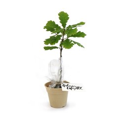 Plant d'arbre pot Bambou Ø10 cm - Prestiges