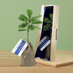 Plant d'arbre tube bois - Feuillus