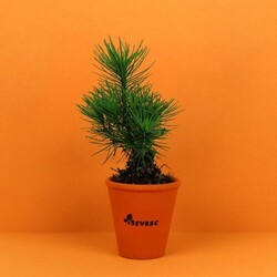 Plant d'arbre pot terre cuite Ø10 cm - Résineux