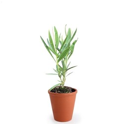Plant d'arbre pot terre cuite Ø10 cm  - Prestiges