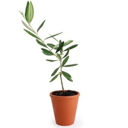 Plant d'arbre pot terre cuite Ø10 cm  - Prestiges
