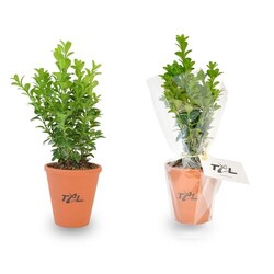 Plant d'arbre pot terre cuite Ø10 cm - Feuillus