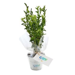 Plant d'arbre pot zinc Ø8 cm - Résineux