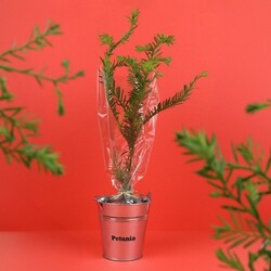 Plant d'arbre pot zinc Ø8 cm - Prestiges