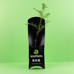 Etui arbre - Feuillus