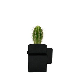 Végétal box plante