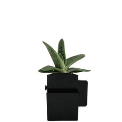 Végétal box plante
