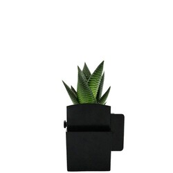 Végétal box plante