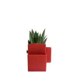 Végétal box plante