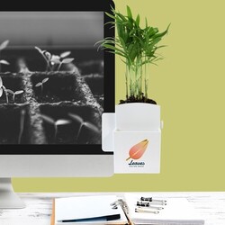 Végétal box plante