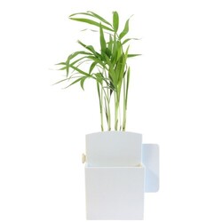 Végétal box plante