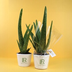 Aloé Vera pot Ø9cm