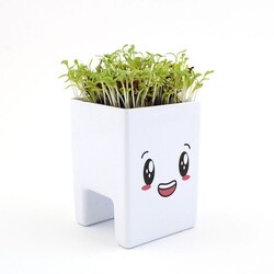 Pot ordi graines