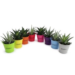 Plante pot zinc aimanté