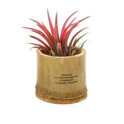 Tillandsia pot bambou