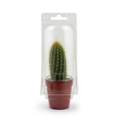 Mini serre cactus