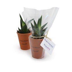 Plante pot terre cuite Ø7 cm