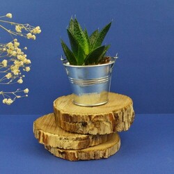 Plante pot zinc Ø7 cm