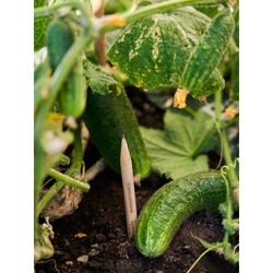 Crayon à graines seul