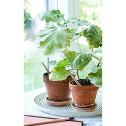 Crayon à graines seul