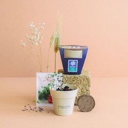 Kit plantation Pot Bambou