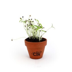 Kit plantation terre cuite Ø6cm