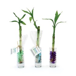 Bambou d'eau en vase