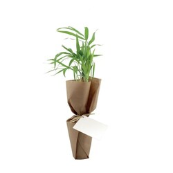 Plante pot fibre de bois